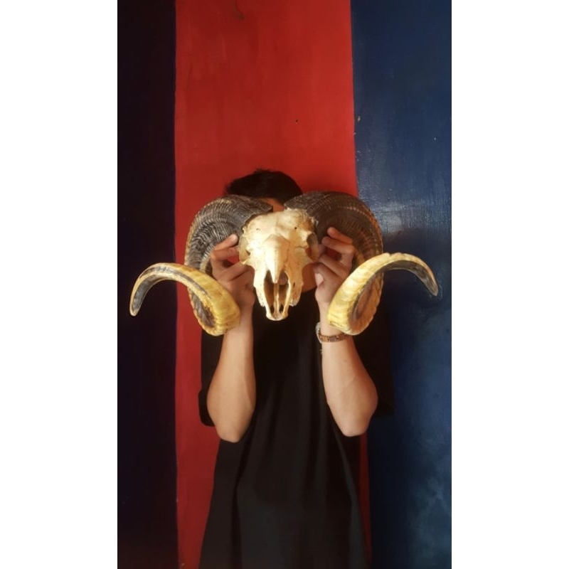 Tanduk domba garut super