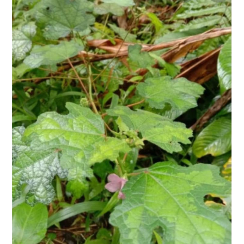 

Daun Pungpurutan/daun pulutan segar 500 gram,Murah obat Herbal obat Tradisional
