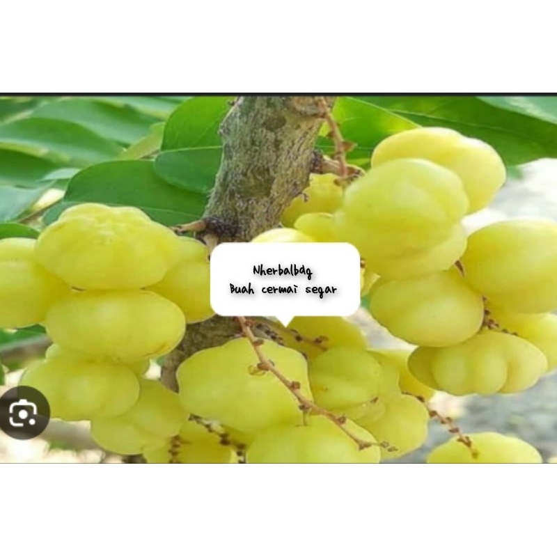 

Buah Cermai segar per 500gram