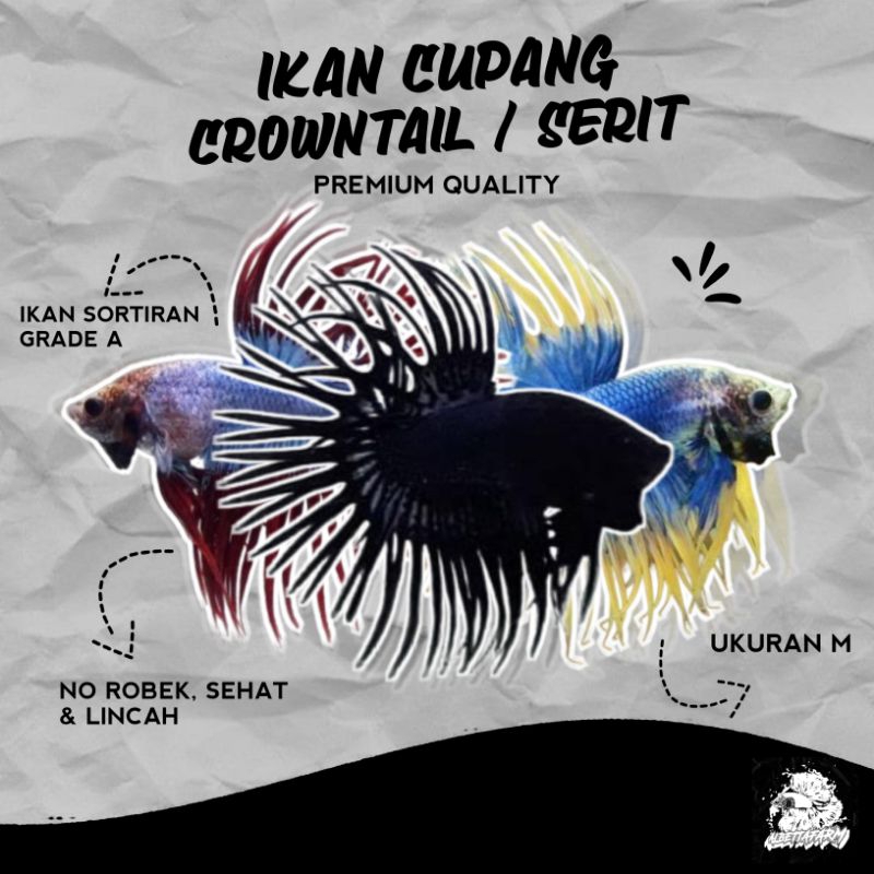 Ikan Cupang Crowntail (CT)