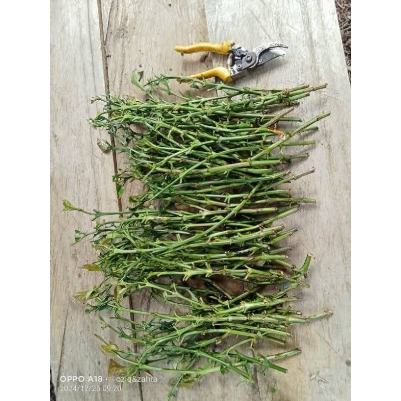

tunas raja kopi robusta arsyad 1 kg
