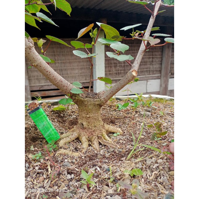 waru taiwan prokar real pic