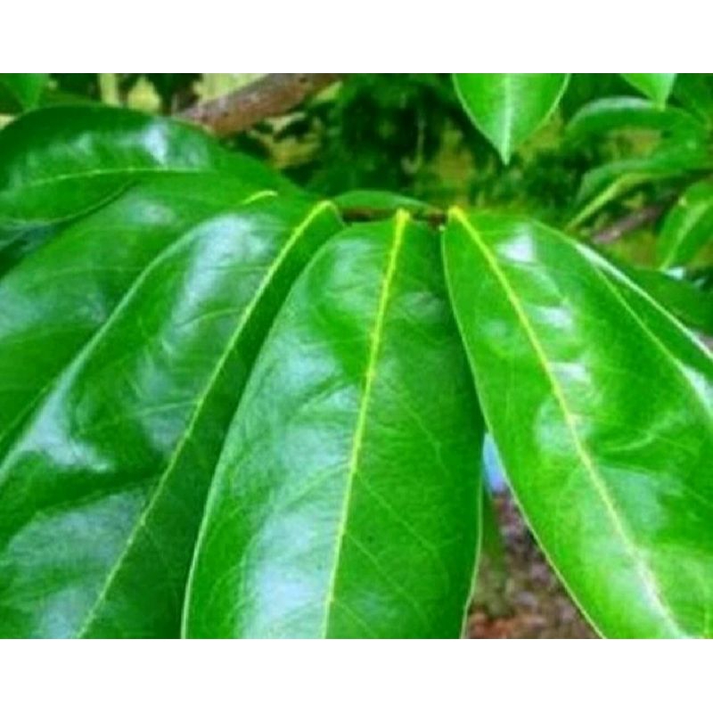 

daun sirsak segar pilihan untuk herbal 250 gram