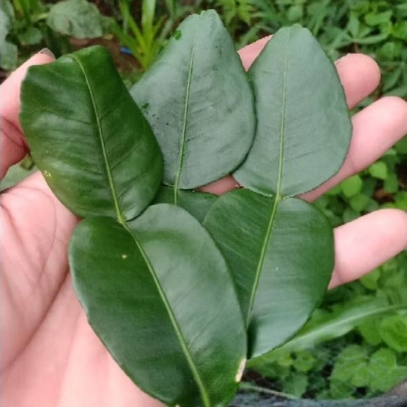 

Daun jeruk purut , Bumbu masak/50 lembar