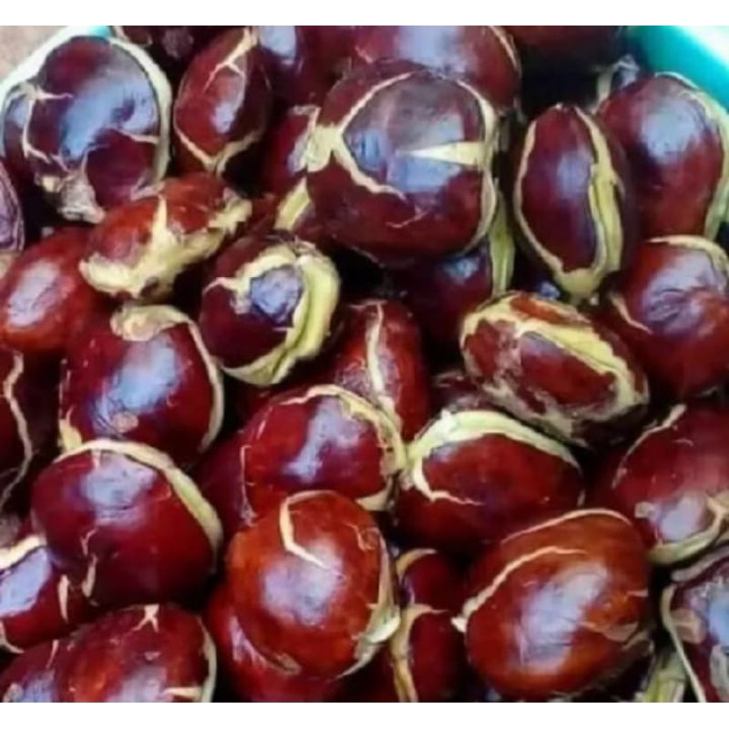 

Jengkol tua fresh 1.kg / jekol tua murah dan berkualitas
