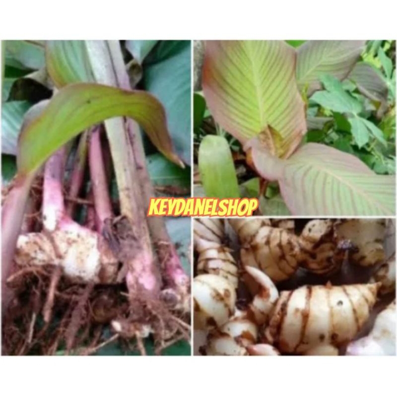 Bibit umbi ganyong merah dan bibit umbi ganyong putih perbibit
