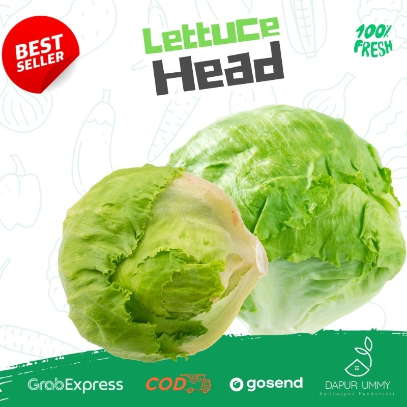 

HEAD LETTUCE • Iceberg Lettuce • Selada Kebab • 470gr - 650gr