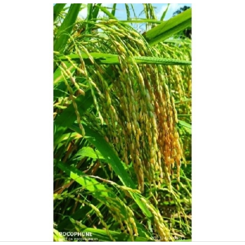 BENIH PADI UB 2 BATUTA KEMASAN 1KG