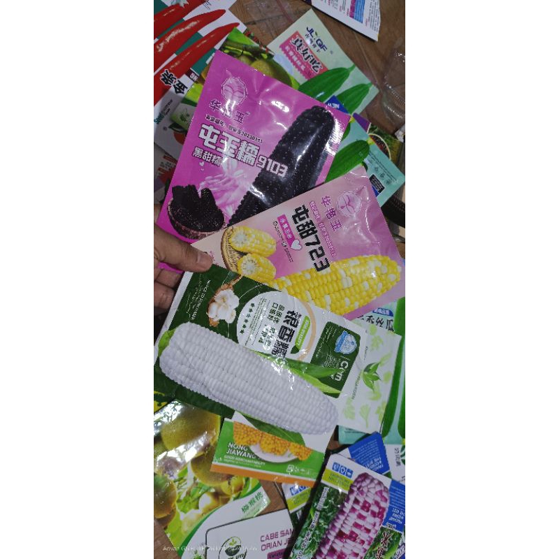 BENIH jagung pulut putih mini