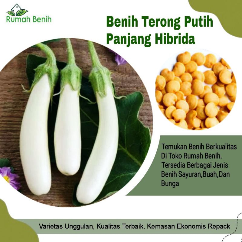 Benih Terong Putih Pulus Super Hibrida / Bibit Benih Terong Putih / Biji Benih Terong Putih / Benih 