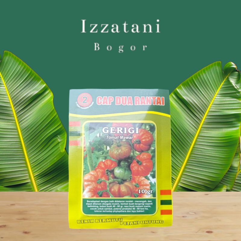Benih Tomat Mawar Gerigi Tomat Cerry Bibit Tomat Mawar