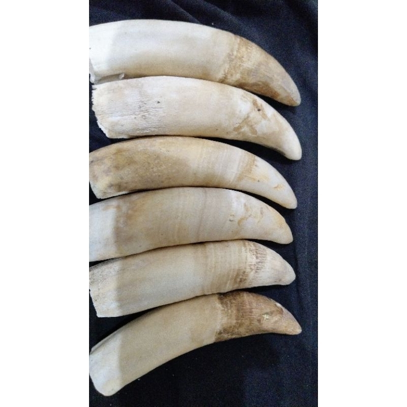 aksesoris taring buaya