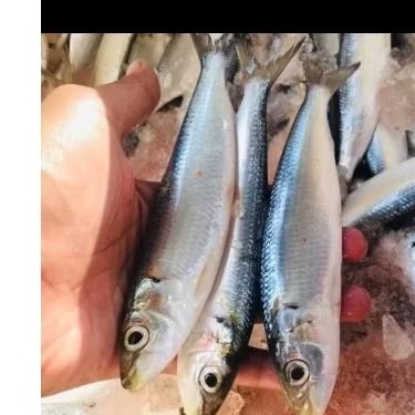 

Ikan Sarden Giling 250gr