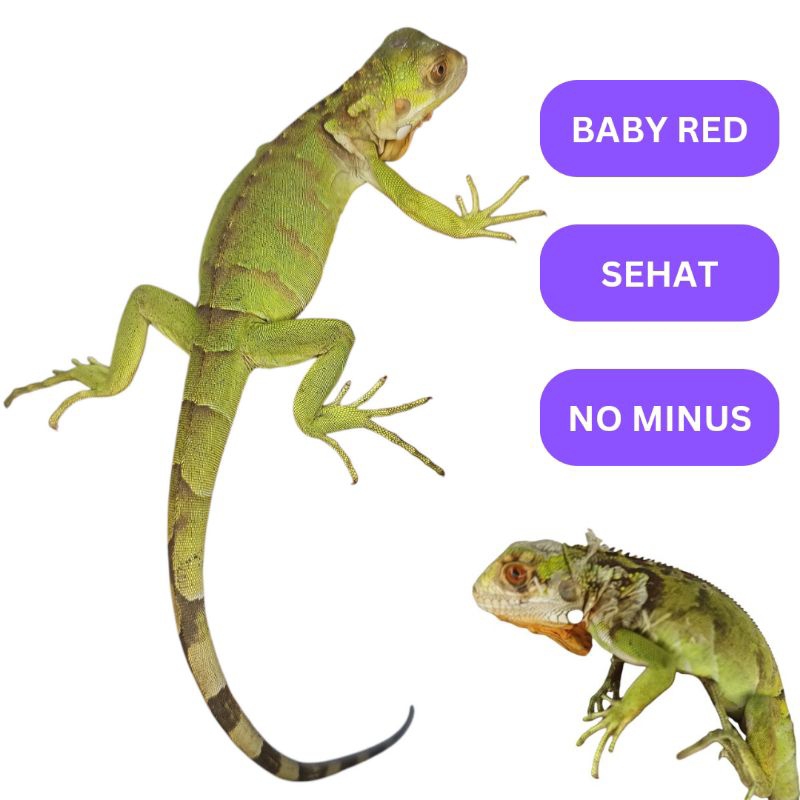 Pelet Iguana Red Baby