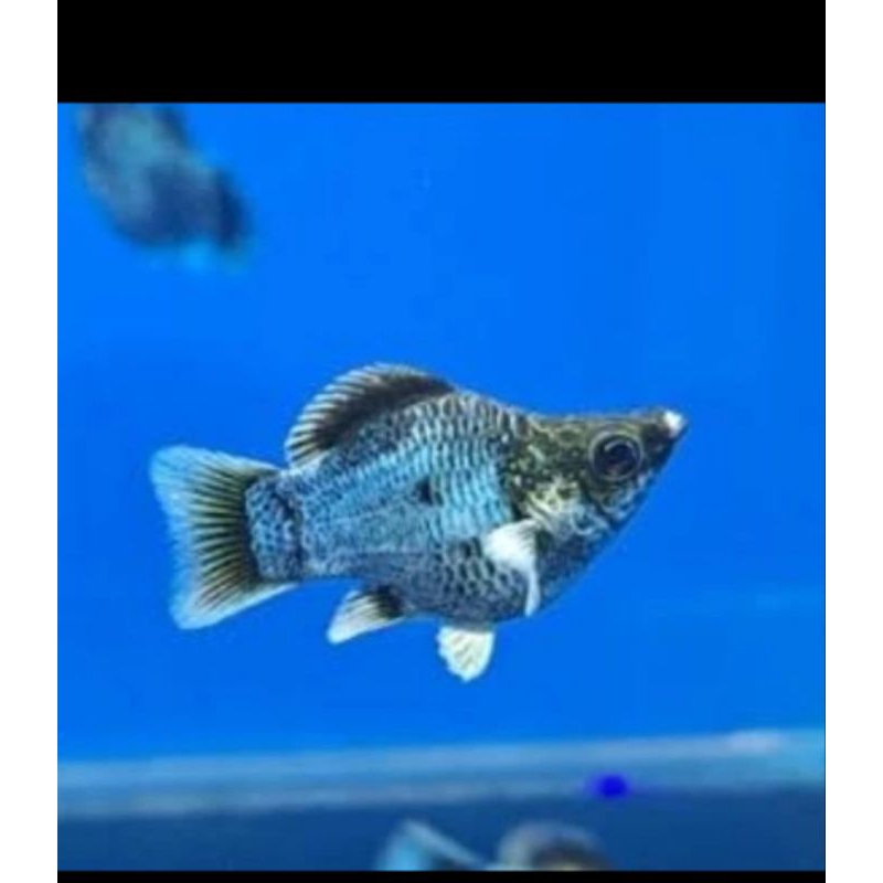IKAN HIAS AQUASCAPE MOLLY BLUE ELECTRIC