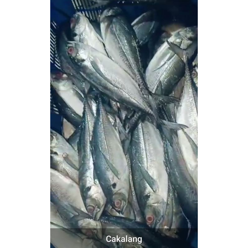 

Ikan Cakalang