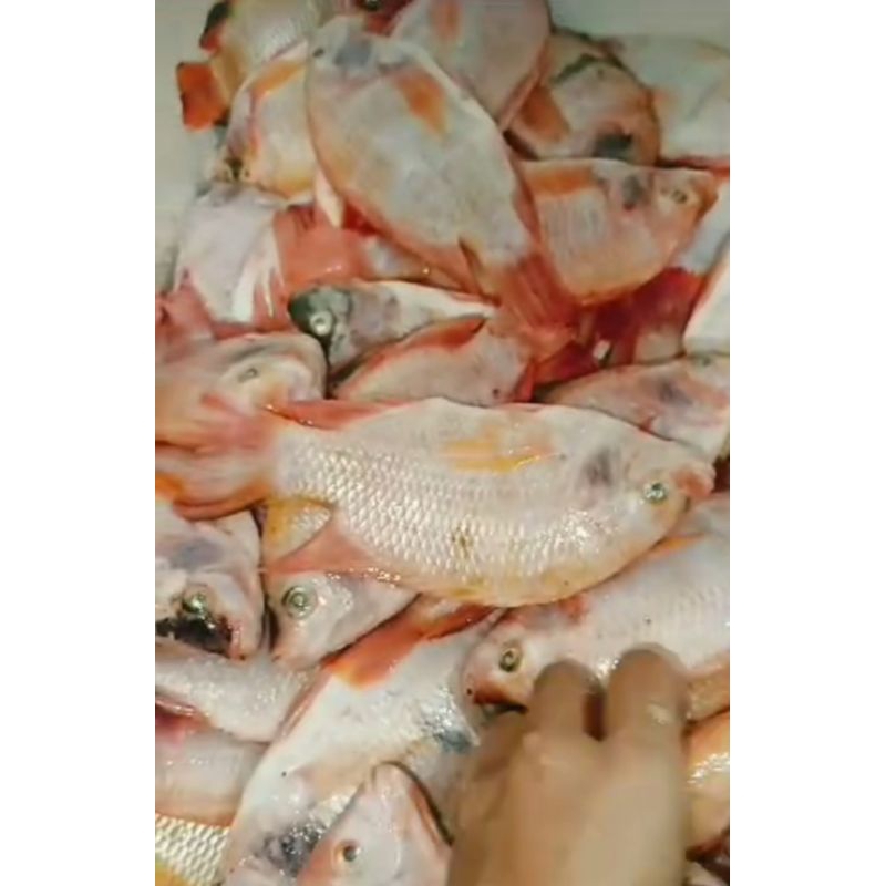 

ikan nila