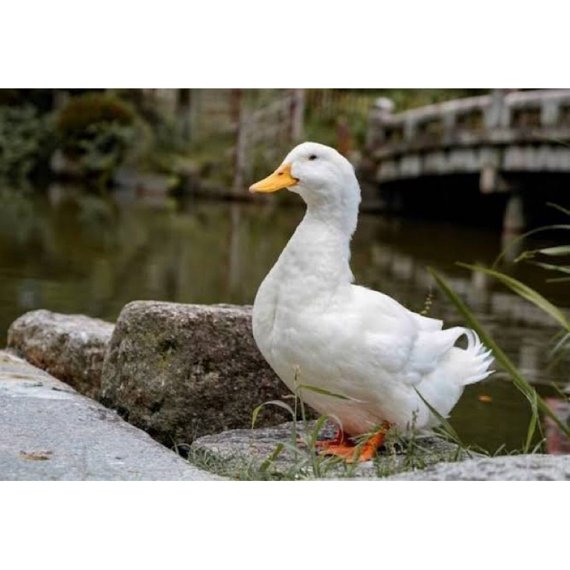 

TELUR FERTIL BEBEK PEKING F1 INDUKAN JUMBO UNTUK DI TETASKAN