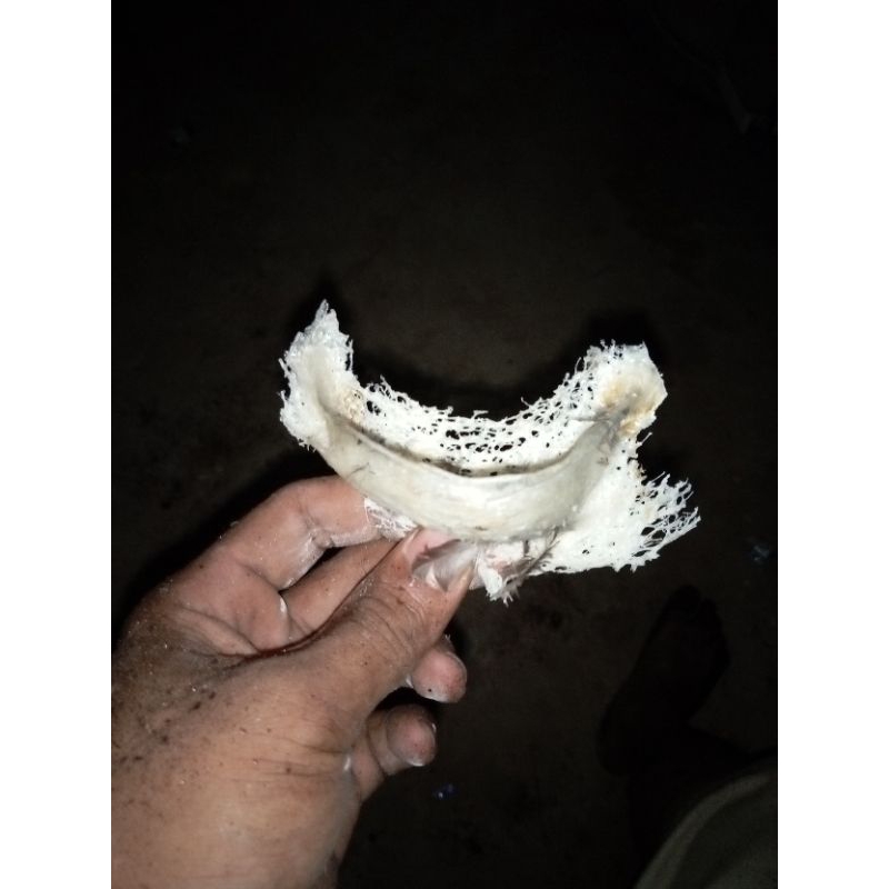 sarang burung walet asli 100%