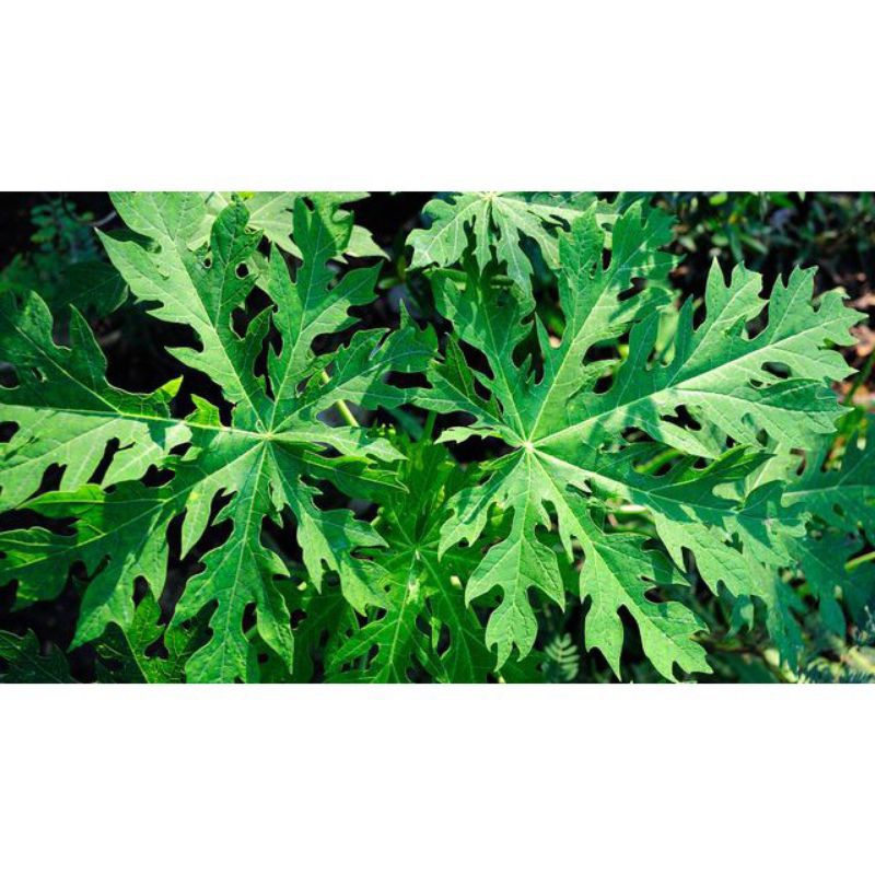 

daun pepaya segar baru petik satu ikat untuk sayur