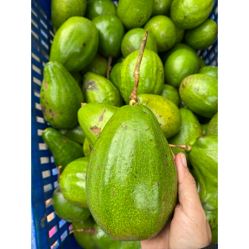 

Alpukat Segar Berat 1 Kg