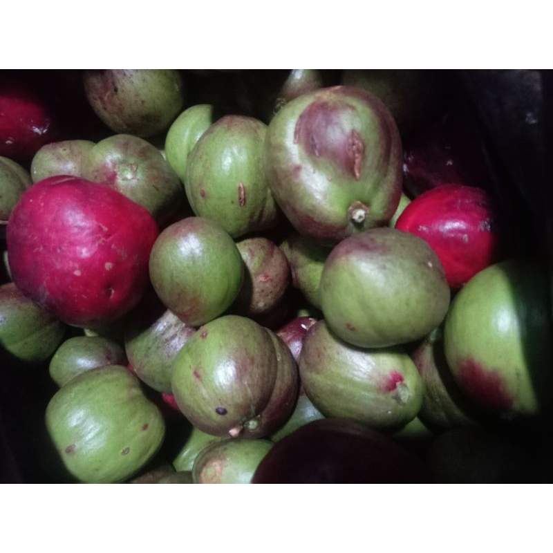 

buah mahkota segar 500 grm