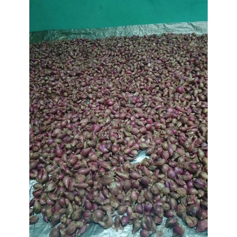 

bawang merah