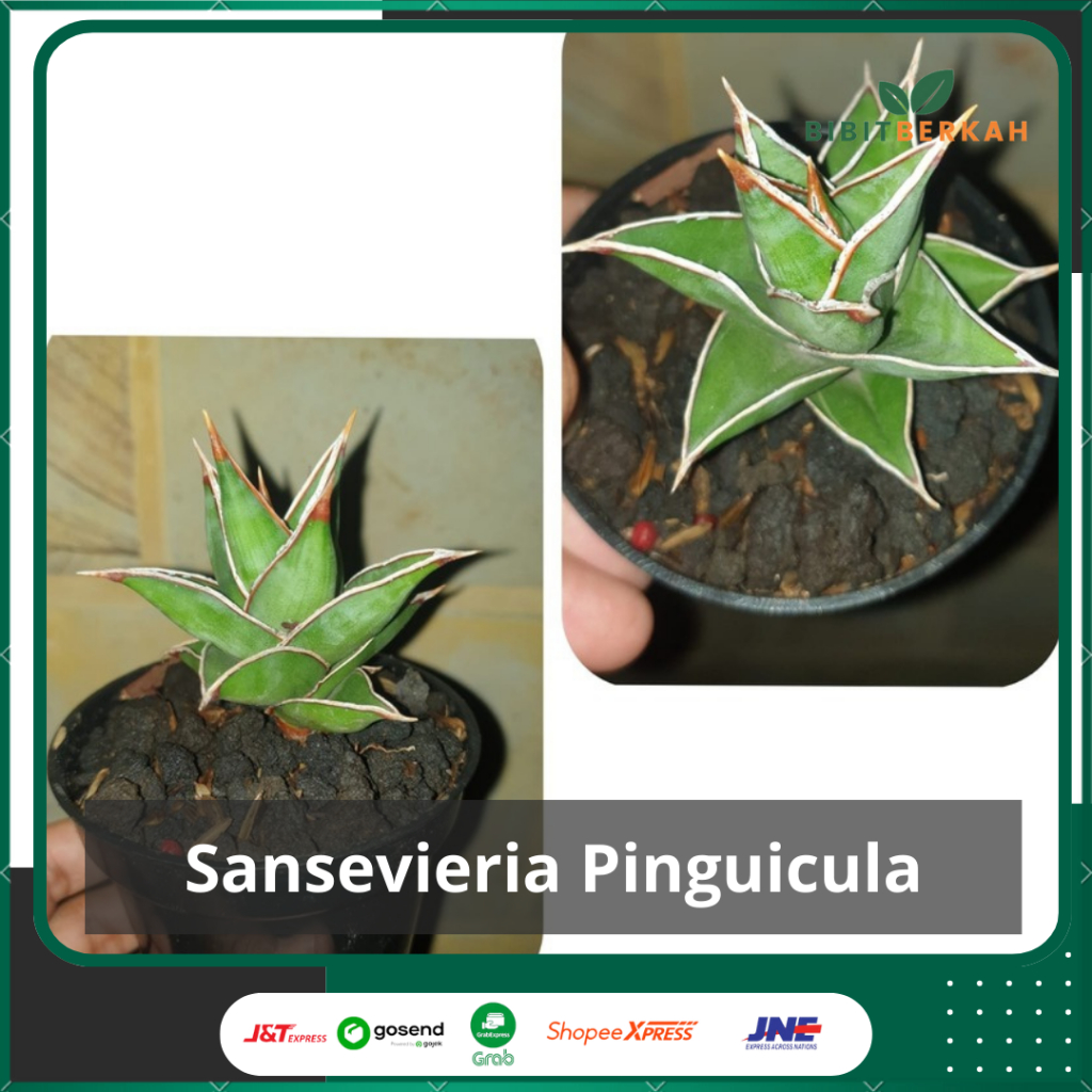 Sansevieria Pinguicula / Pinguin - Tanaman Hias Sansivera Hybrid Lidah Mertua