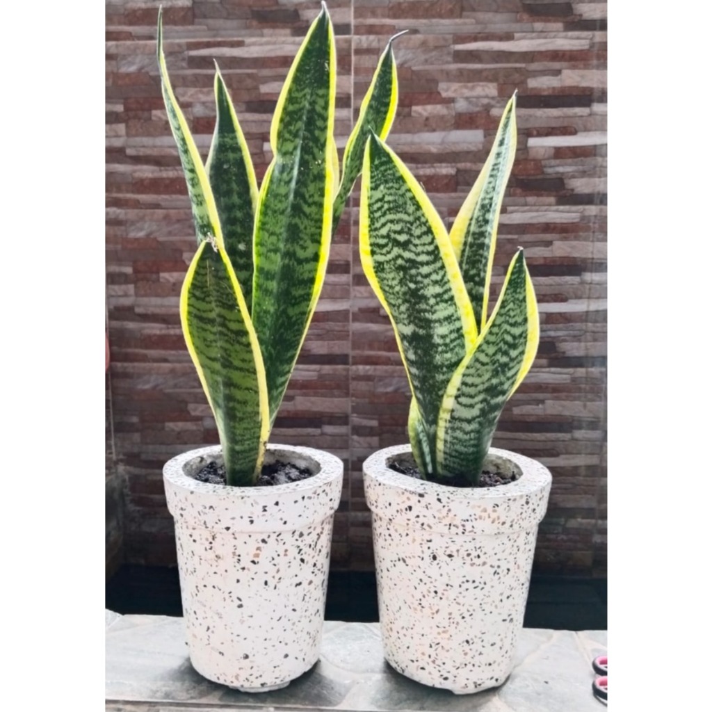 Lidah Mertua untuk indoor.