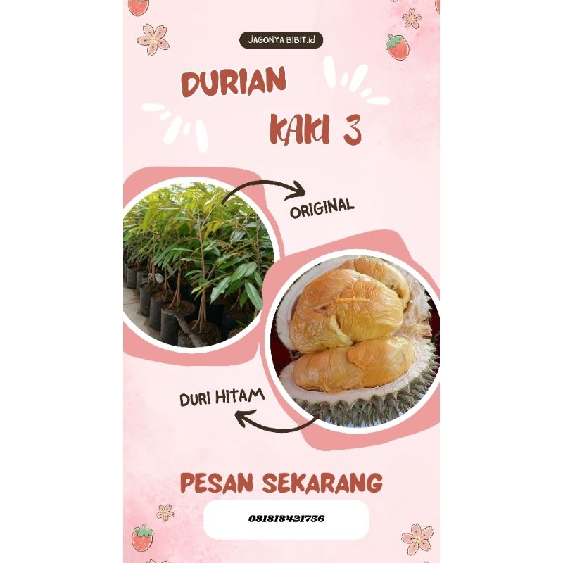 

DURIAN DURI HITAM KAKI 3