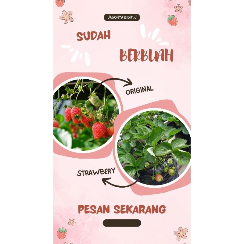 

STOBERY KONDISI BERBUNGA BERBUAH