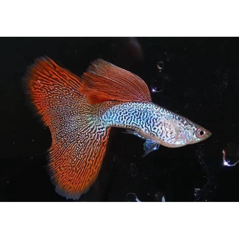 

Plastik isi Red lace Kualitas Top | Size Induk