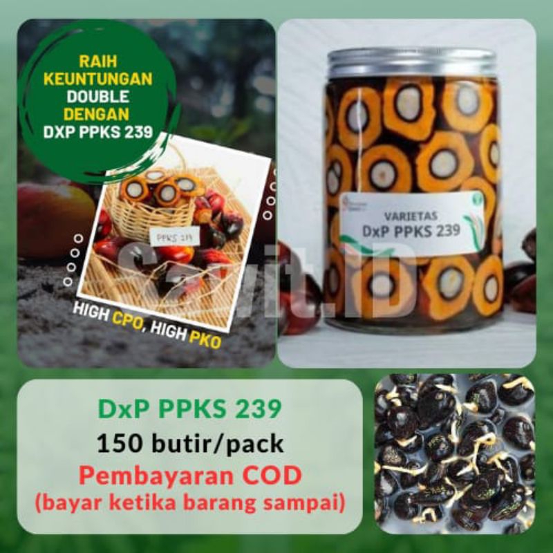 TANAMAN KECAMBAH SAWIT PPKS 239(150 butir)