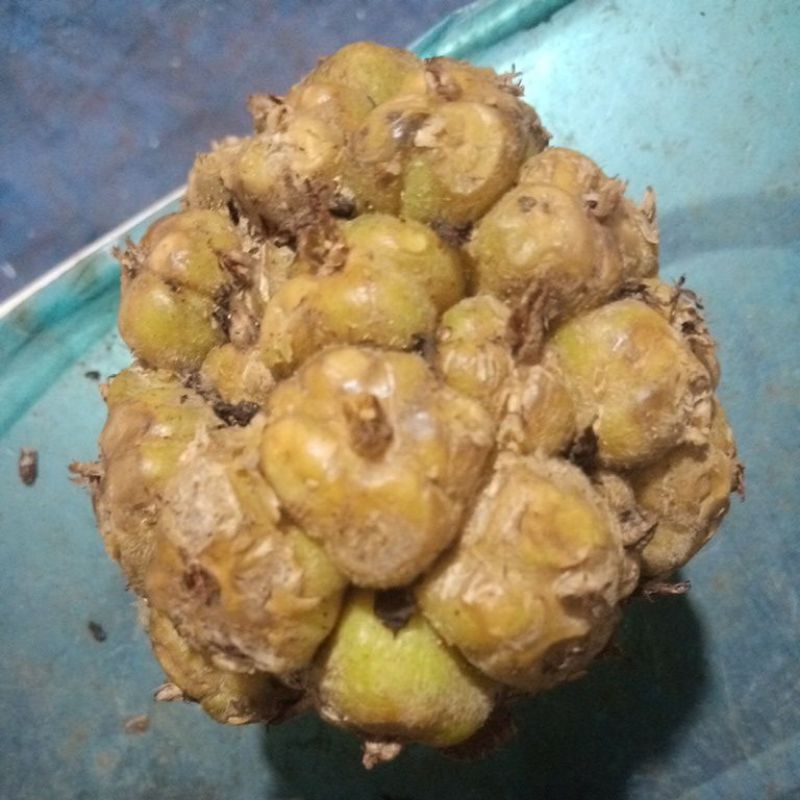 

asam cikala/patikala/asam batak/sihala 1 kg
