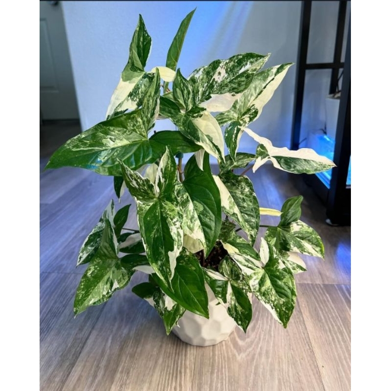Syngonium albo varigata - tanaman hias hidup syngonium albo