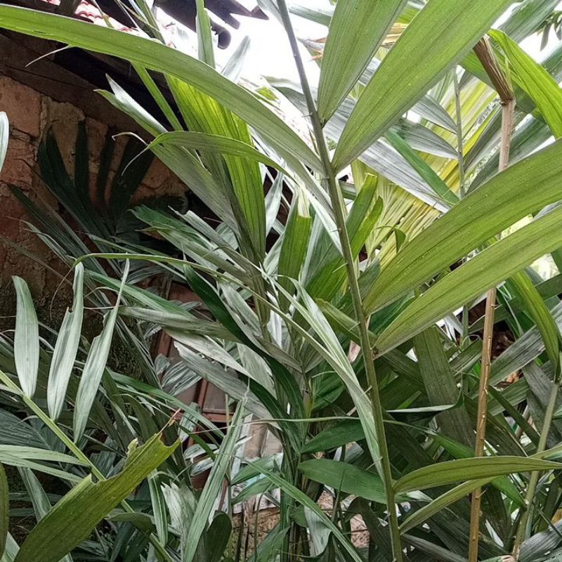 

Daun Salak Segar Obat Wasir/Ambeyen 500gr