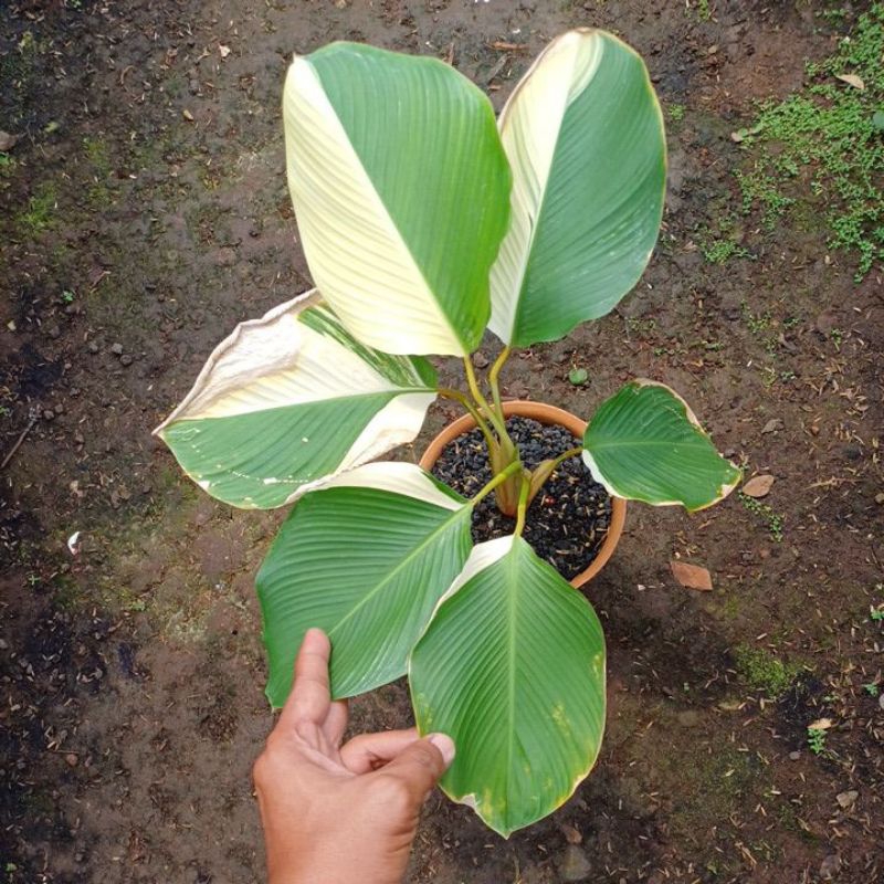 Calathea Lutea Variegata