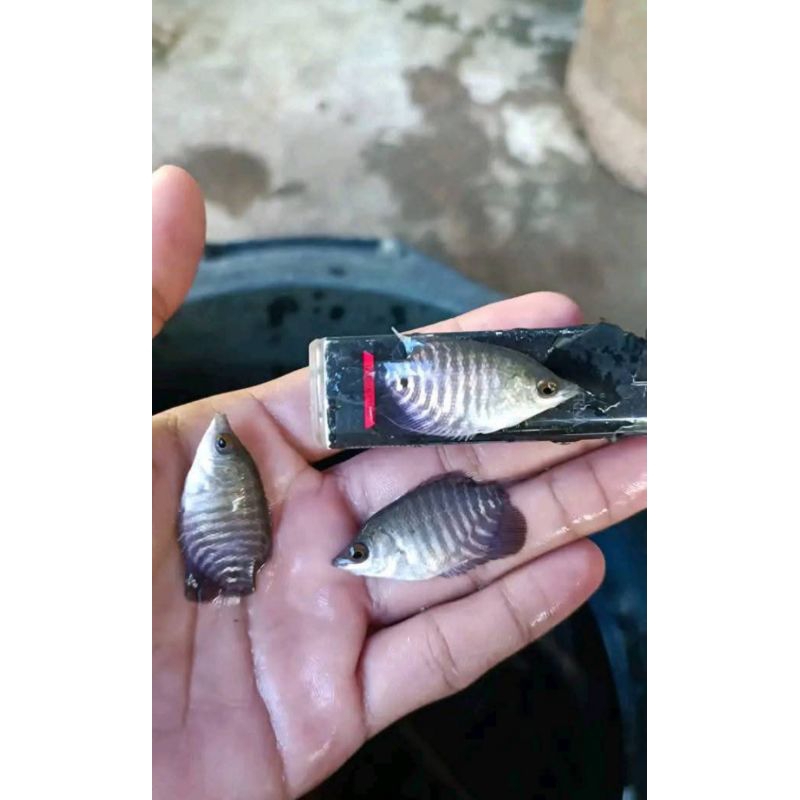 ready stok bibit ikan gurame ukuran korek gas paket isi 1000 ekor