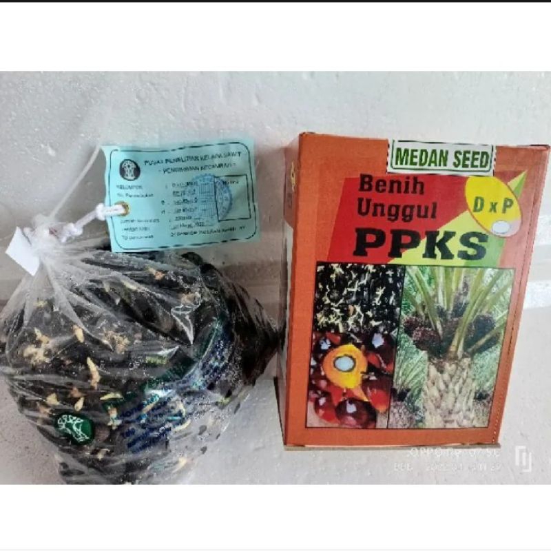 100 butir Benih Sawit PPKS DXP 540 PELEPAH PENDEK