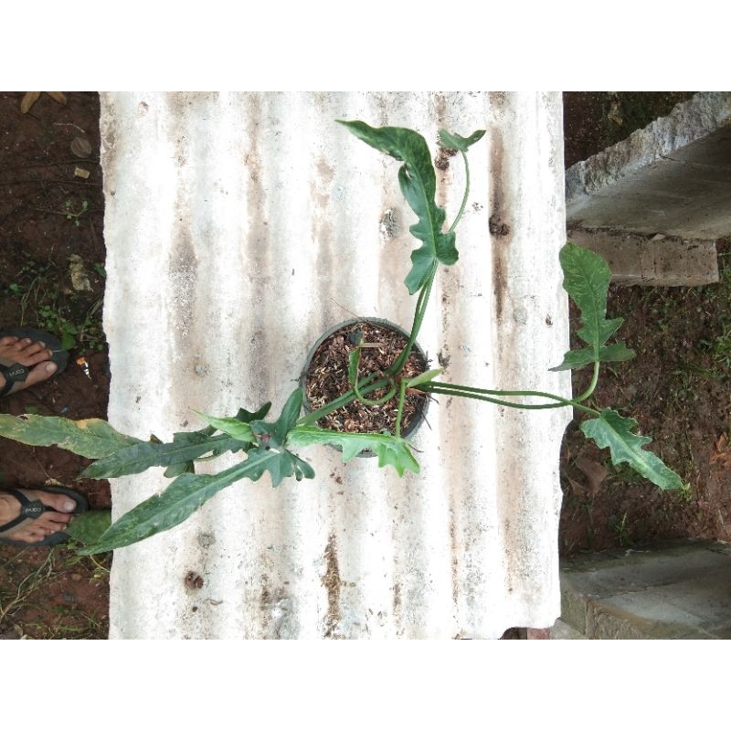 tanaman hias philodendron longilobatum