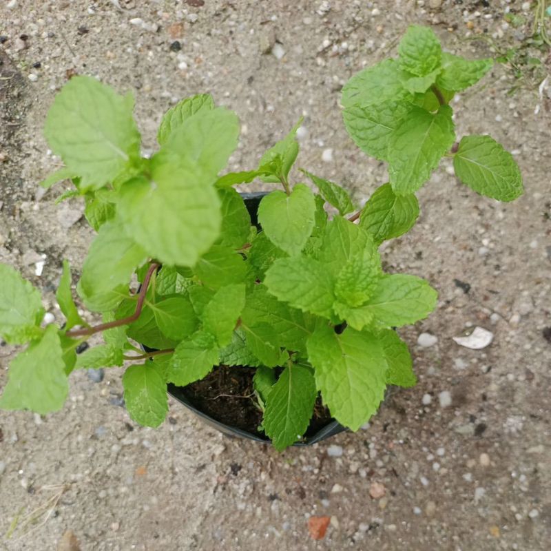 

Daun mint siap tanam dikirim dengan semua tanah dan polibag nya supaya tetap segar diperjalanan