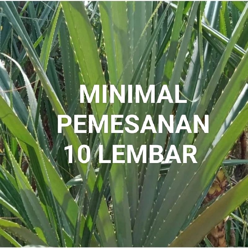 

(PROMO)Daun pandan duri segar PERLEMBAR murah di ambil dadakan