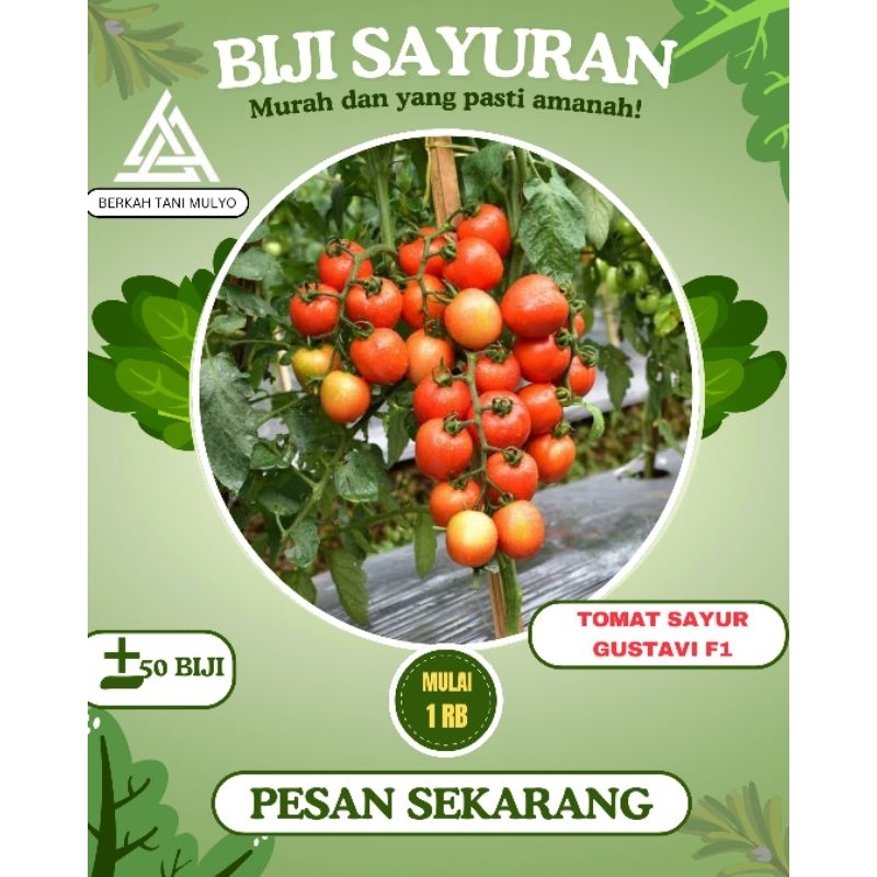 10 Biji - Benih Tomat Unggulan GUSTAVI F1 ☐- Tahan Virus - Bibit Sayuran Benih Sayuran
- Servo Kani