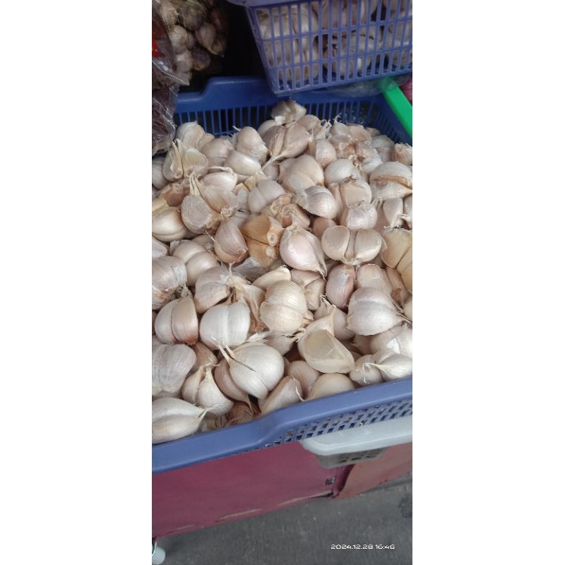 

bawang putih kating