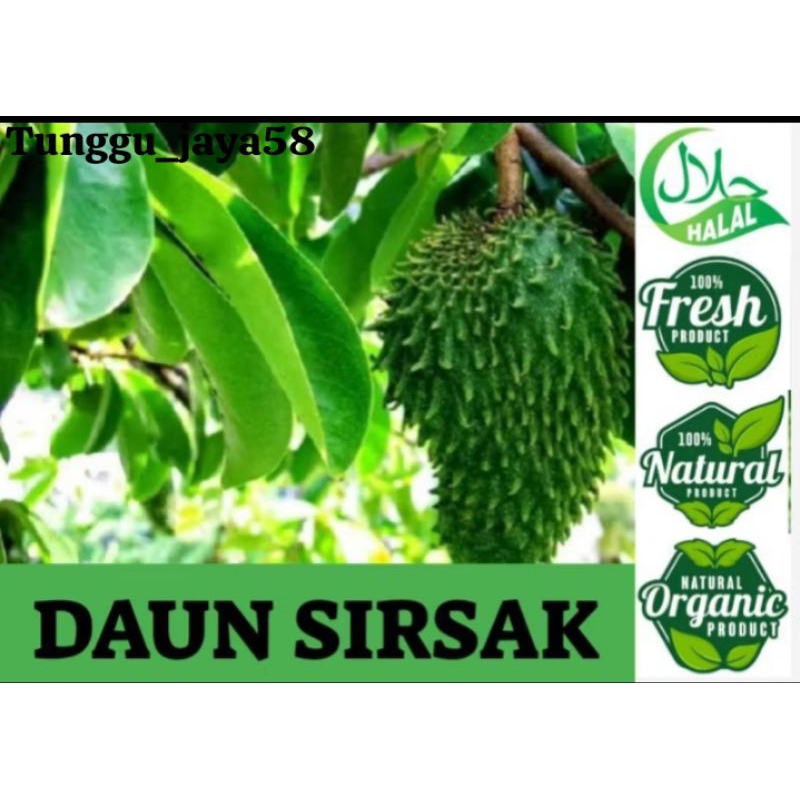 

DAUN SIRSAK SEGAR organik anti tumor dan kanker
