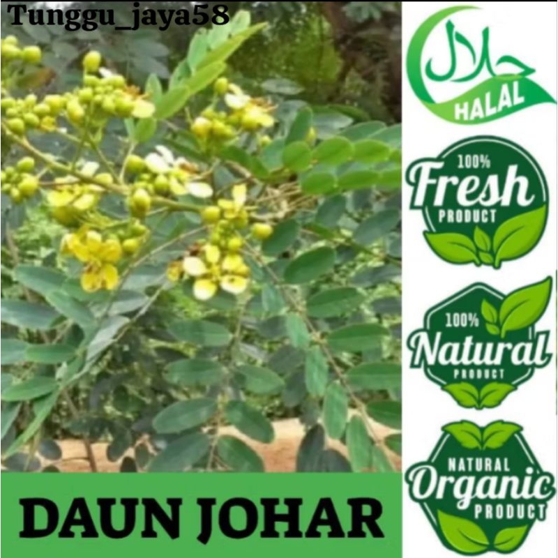 

ALAMI DAN FRES DAUN JUAR ATAU JOHAR herbal