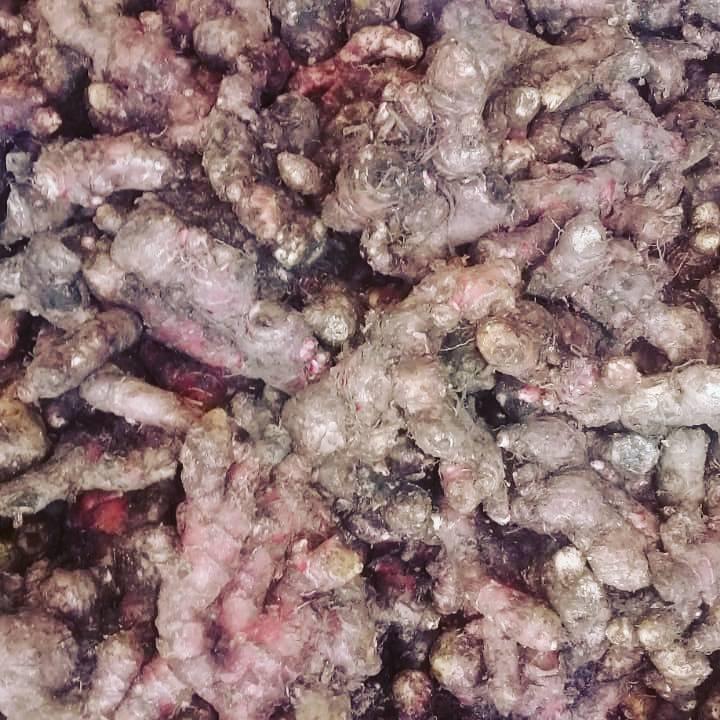 

Jahe Merah Segar 1/2Kg 500gr masih ada tanah