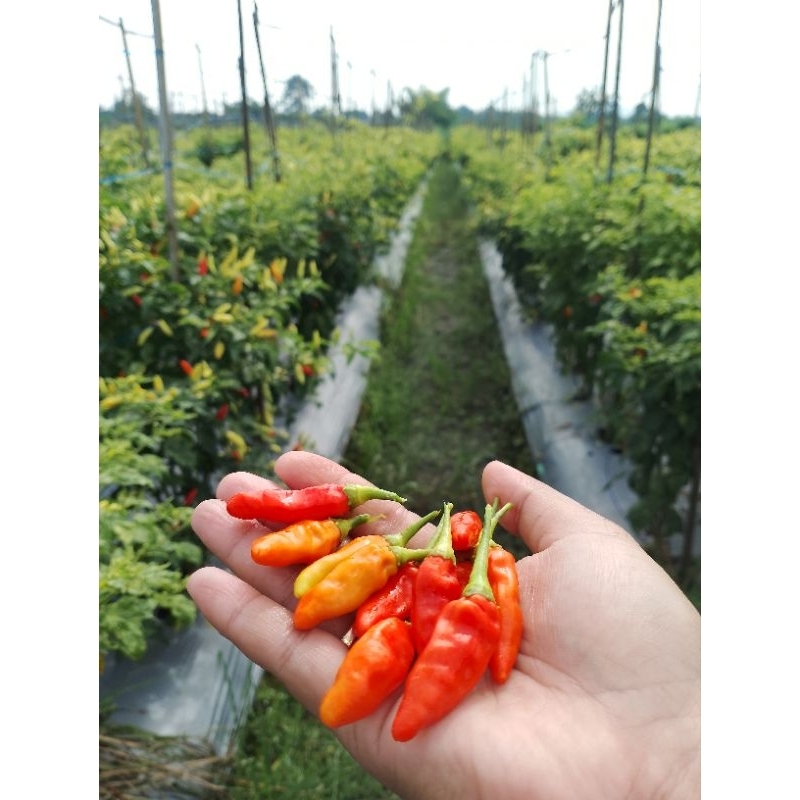 

Cabai rawit ori 1/4 kg/250 gram