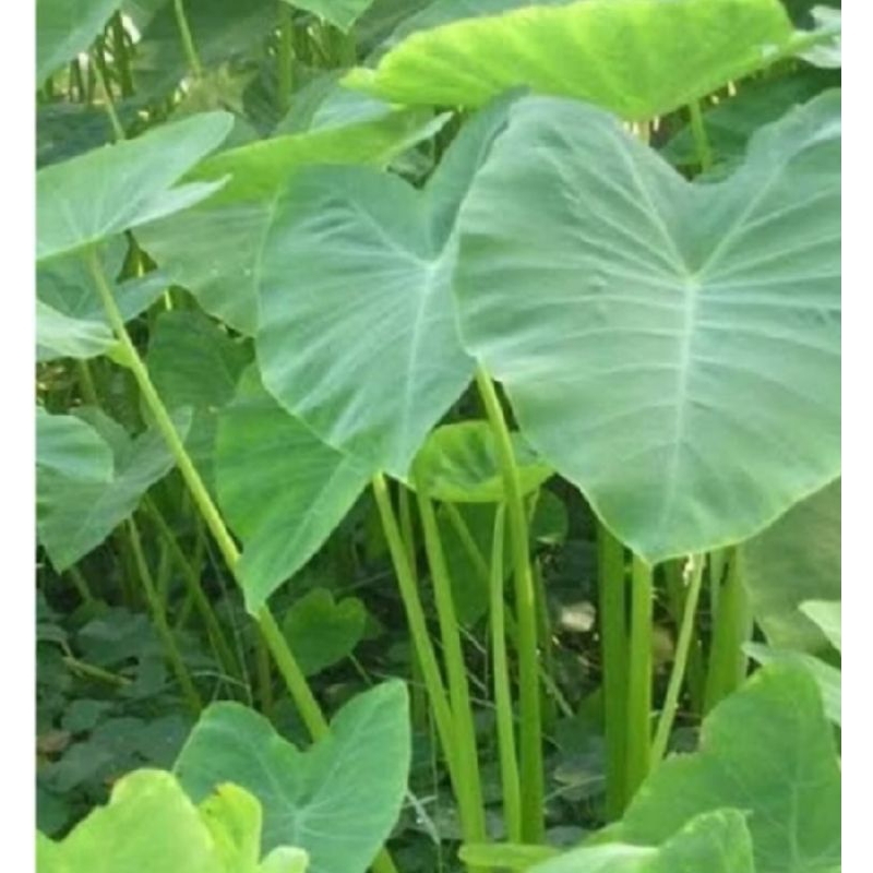 

daun talas hijau 300 grm