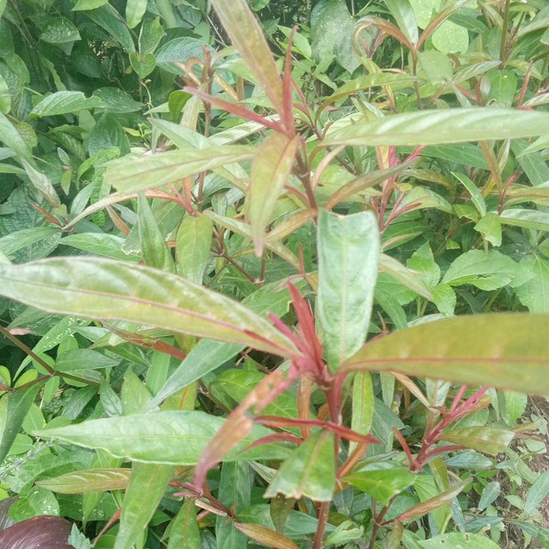 

Daun Gandarusa daun prasmanan segar peres